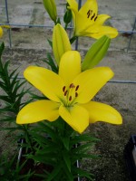 [1634 Cartesio No01.JPG]